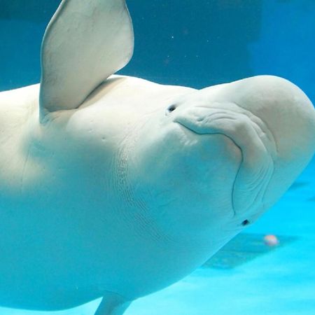 Kamogawa Sea World Hotel Zewnętrze zdjęcie