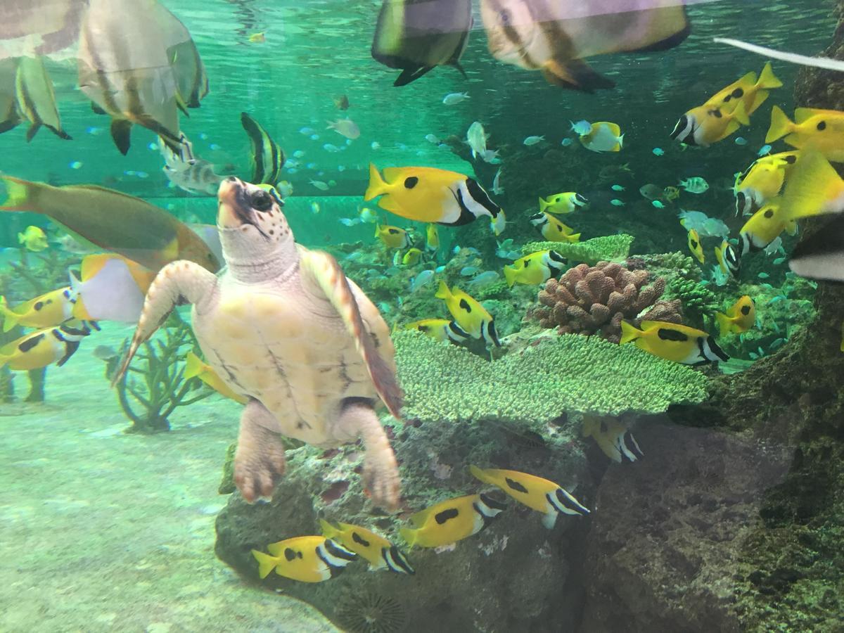Kamogawa Sea World Hotel Zewnętrze zdjęcie