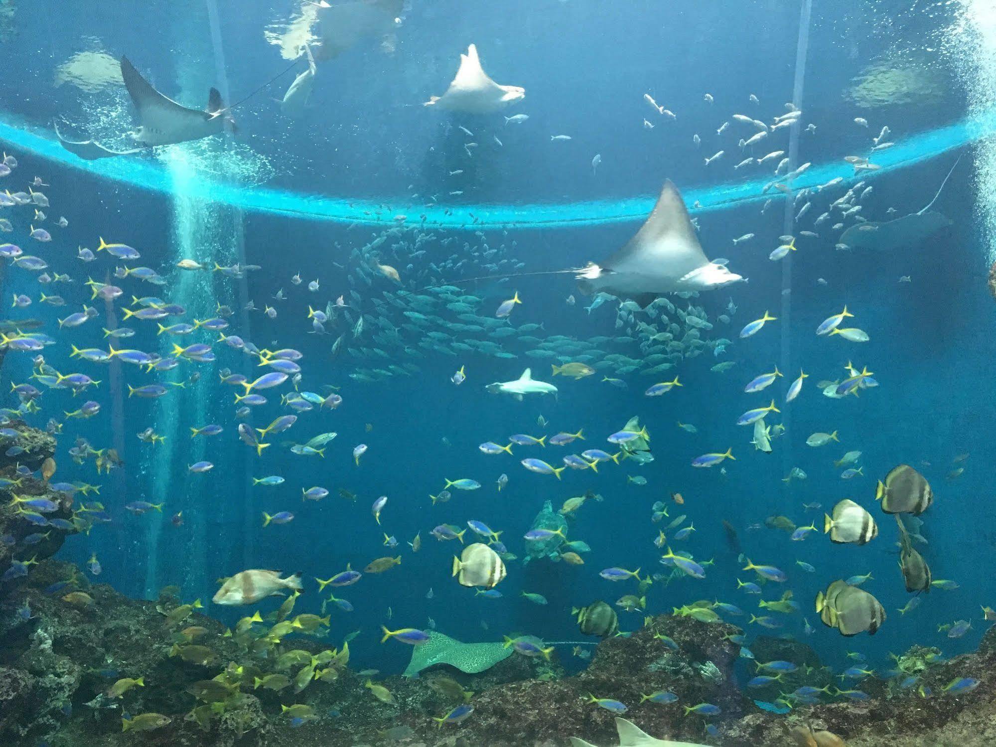 Kamogawa Sea World Hotel Zewnętrze zdjęcie