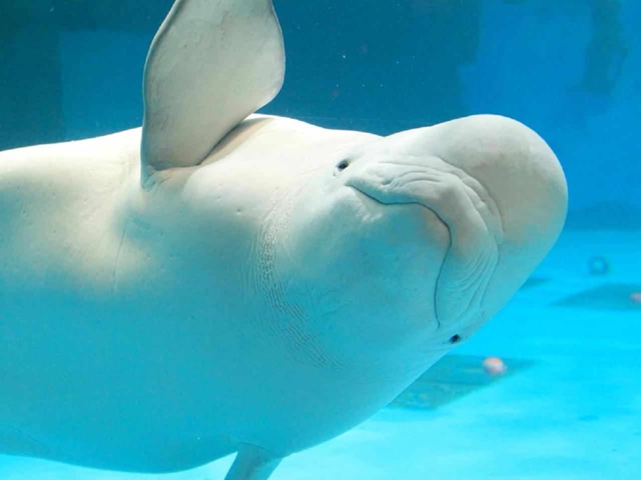 Kamogawa Sea World Hotel Zewnętrze zdjęcie